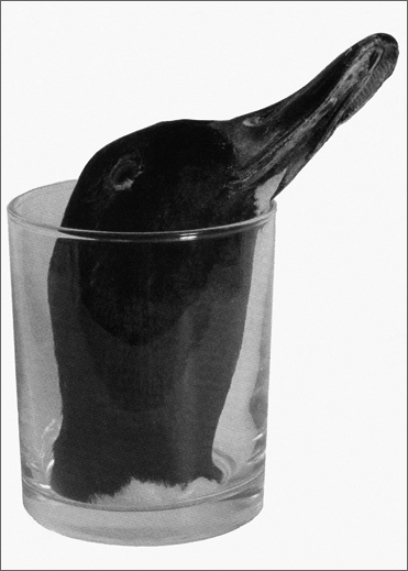 Canard